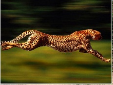 Guepardo